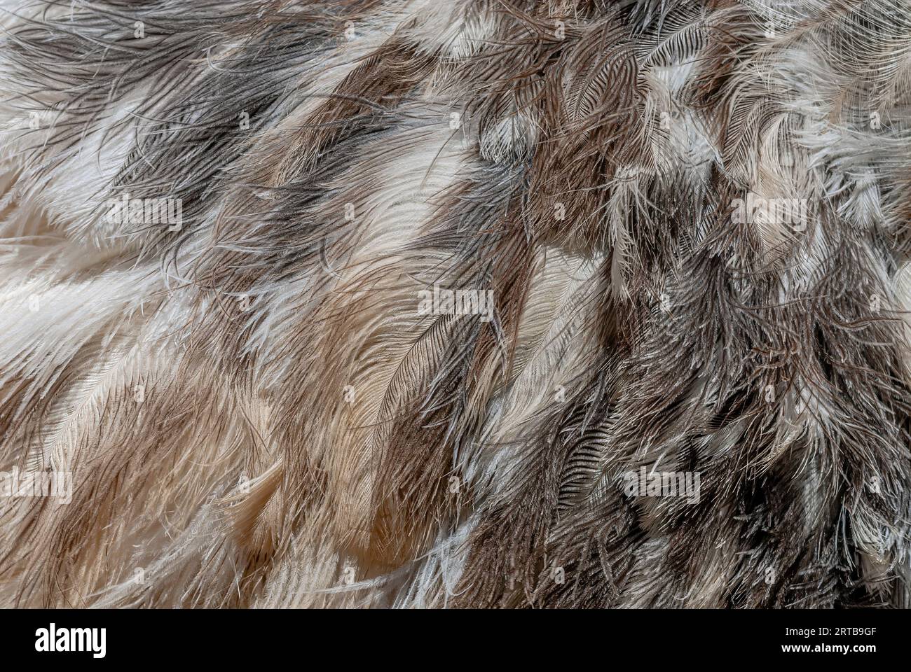 Gros plan des plumes d'autruche Banque D'Images