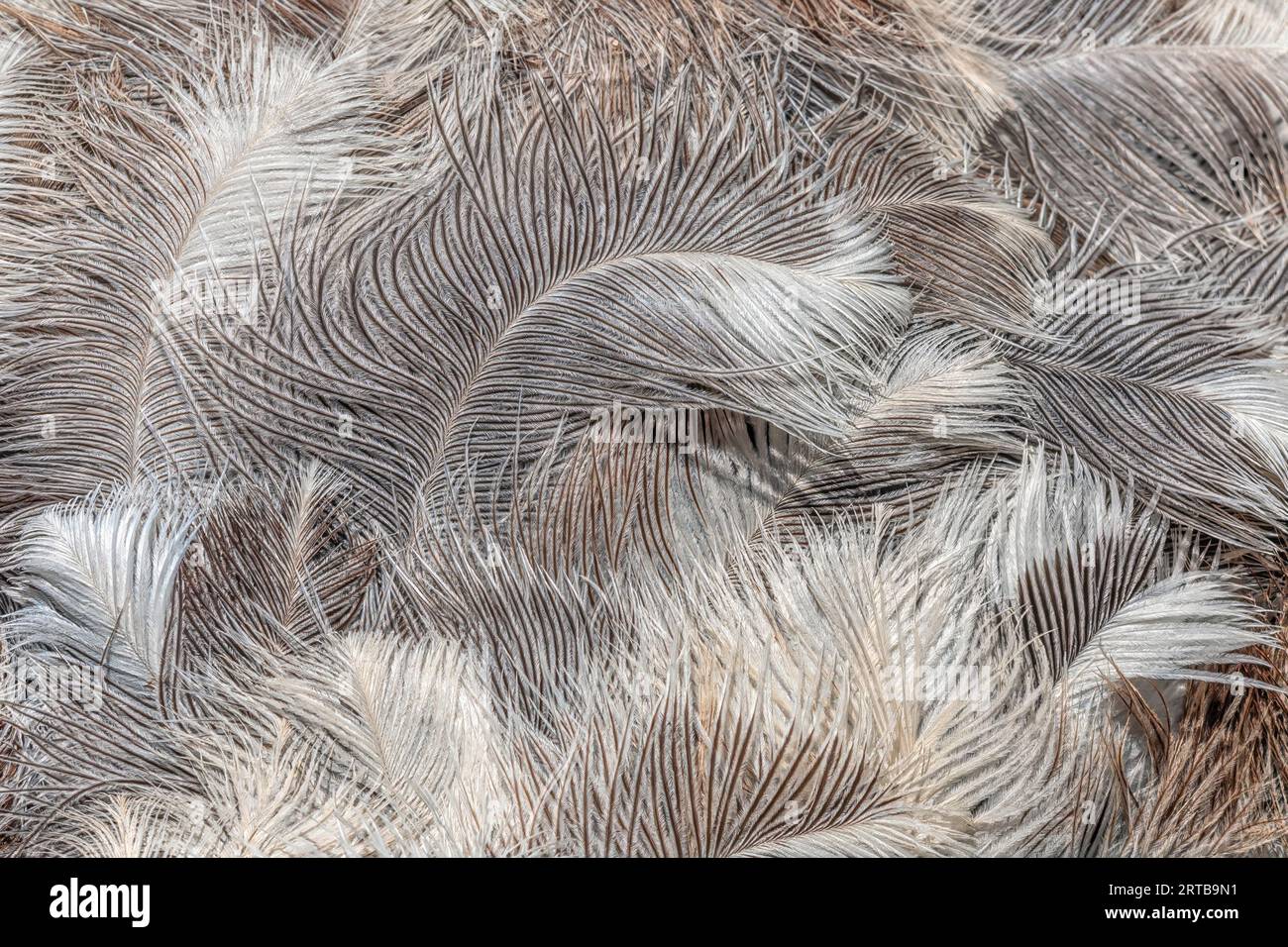 Gros plan des plumes d'autruche Banque D'Images