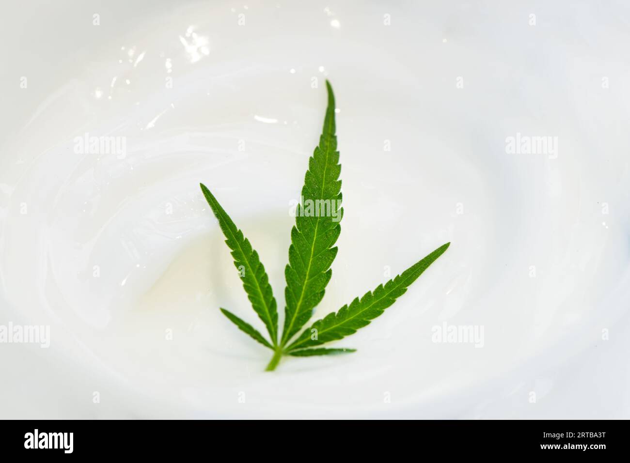 Pots de crème de chanvre et feuilles de chanvre, cosmétiques biologiques Banque D'Images