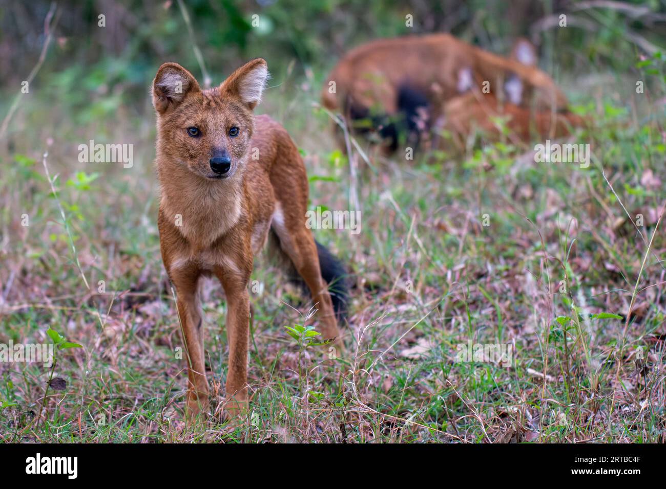 Chasse aux chiens sauvages - Bandipur, Karnataka, Inde Banque D'Images