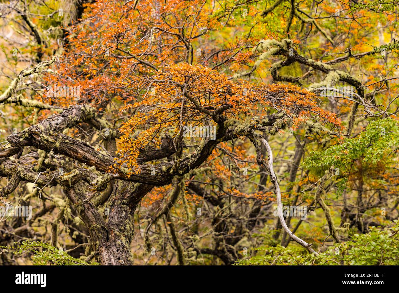 Arbres à feuilles caduques et feuilles aux couleurs d'automne dans la forêt de hêtres du sud dans le sud de la Patagonie, Chili, Amérique du Sud Banque D'Images