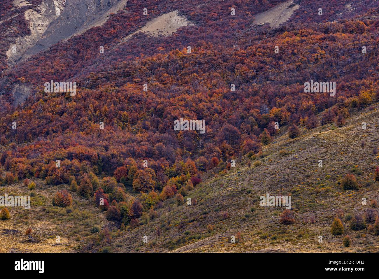 Un flanc de montagne avec une forêt de hêtres du sud dans la chaîne de montagnes Torres del Paine, Chili, Patagonie, Amérique du Sud Banque D'Images