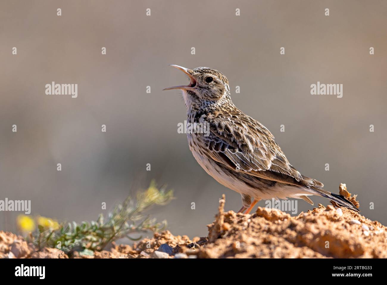 Alouette de dupont (Chersophilus duponti), mâle assis au sol chantant, Espagne, Aragon, Belchite Banque D'Images