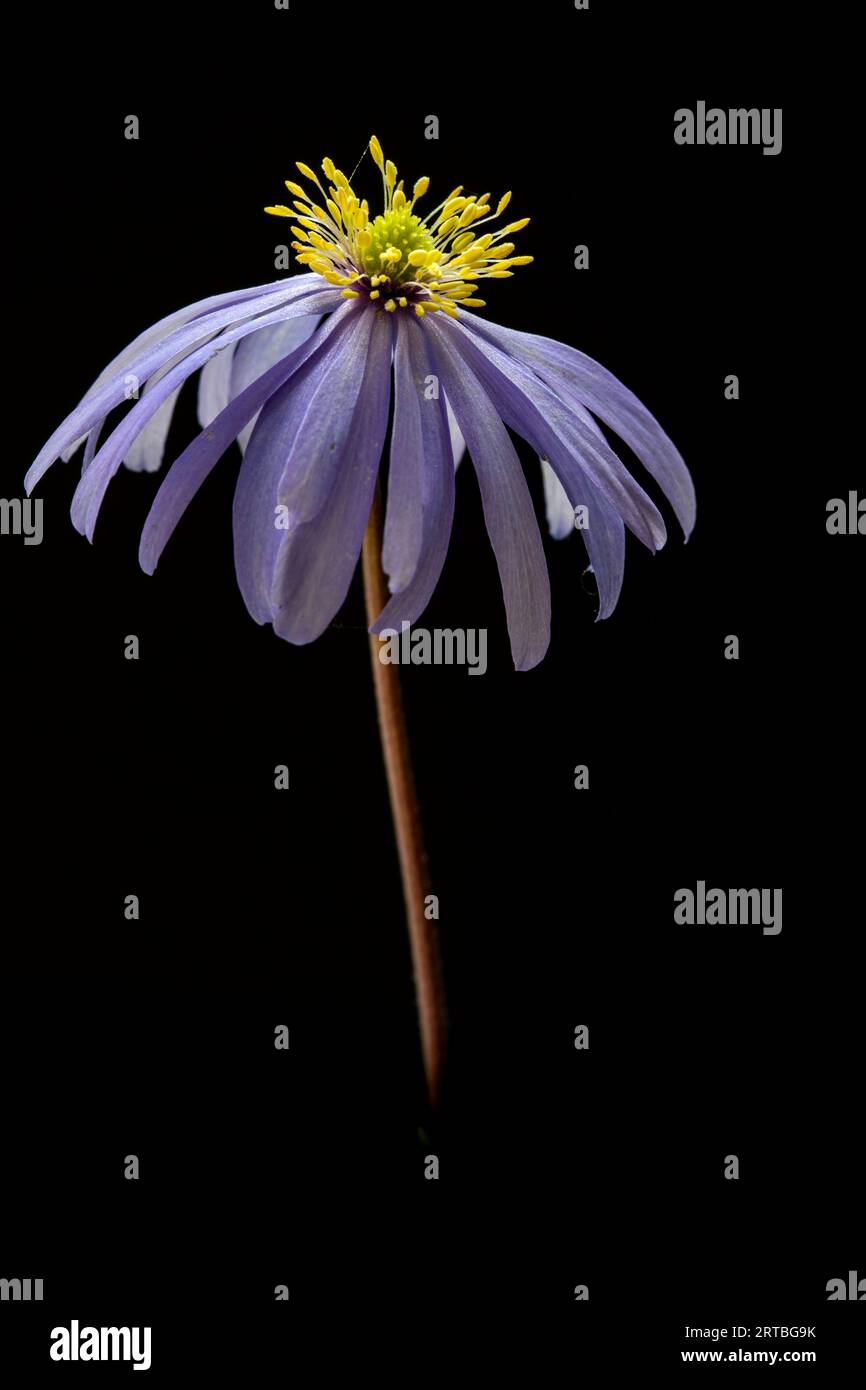 Anémone des Apennins (Anemone apennina), fleur sur fond noir Banque D'Images