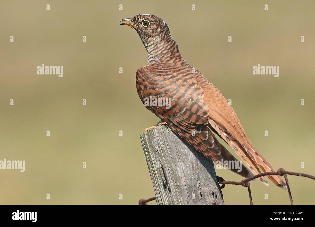 Coucou eurasien (Cuculus canorus), morph de couleur brune juvénile perché sur un poteau de clôture, vue de côté, pays-Bas, pays-Bas du Nord Banque D'Images