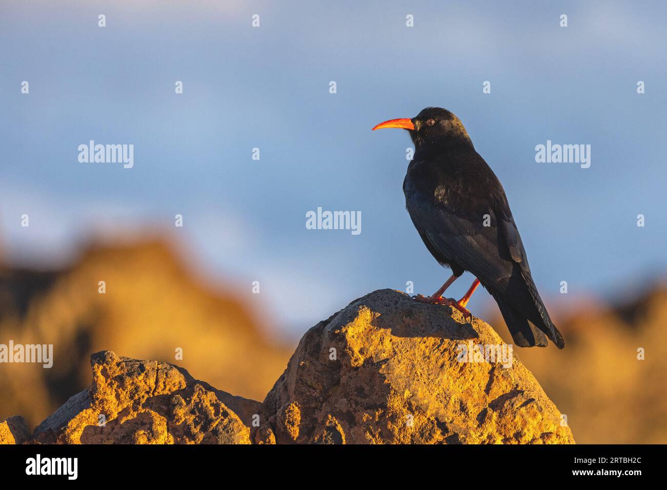 La mouche à bec rouge (Pyrrrhocorax pyrrhocorax), perchée sur un rocher, îles Canaries, la Palma, Roque de los Muchachos Banque D'Images