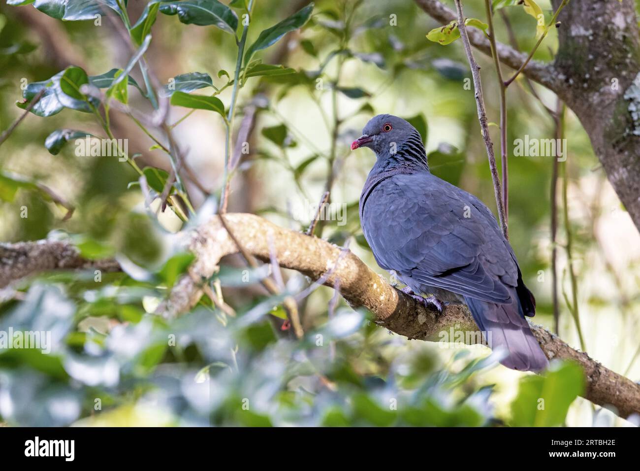 Pigeon de Bolle (Columba bollii), assis dans la forêt de Laurier, îles Canaries, la Palma Banque D'Images