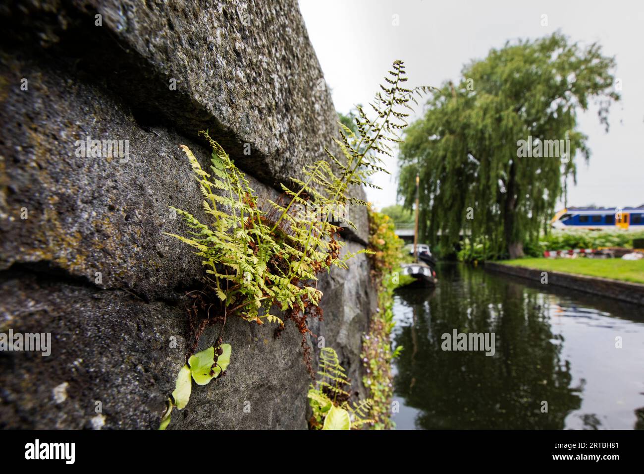 Fougère vésicale fragile, fougère fragile (Cystopteris fragilis), poussant sur une paroi, pays-Bas, pays-Bas du Nord Banque D'Images