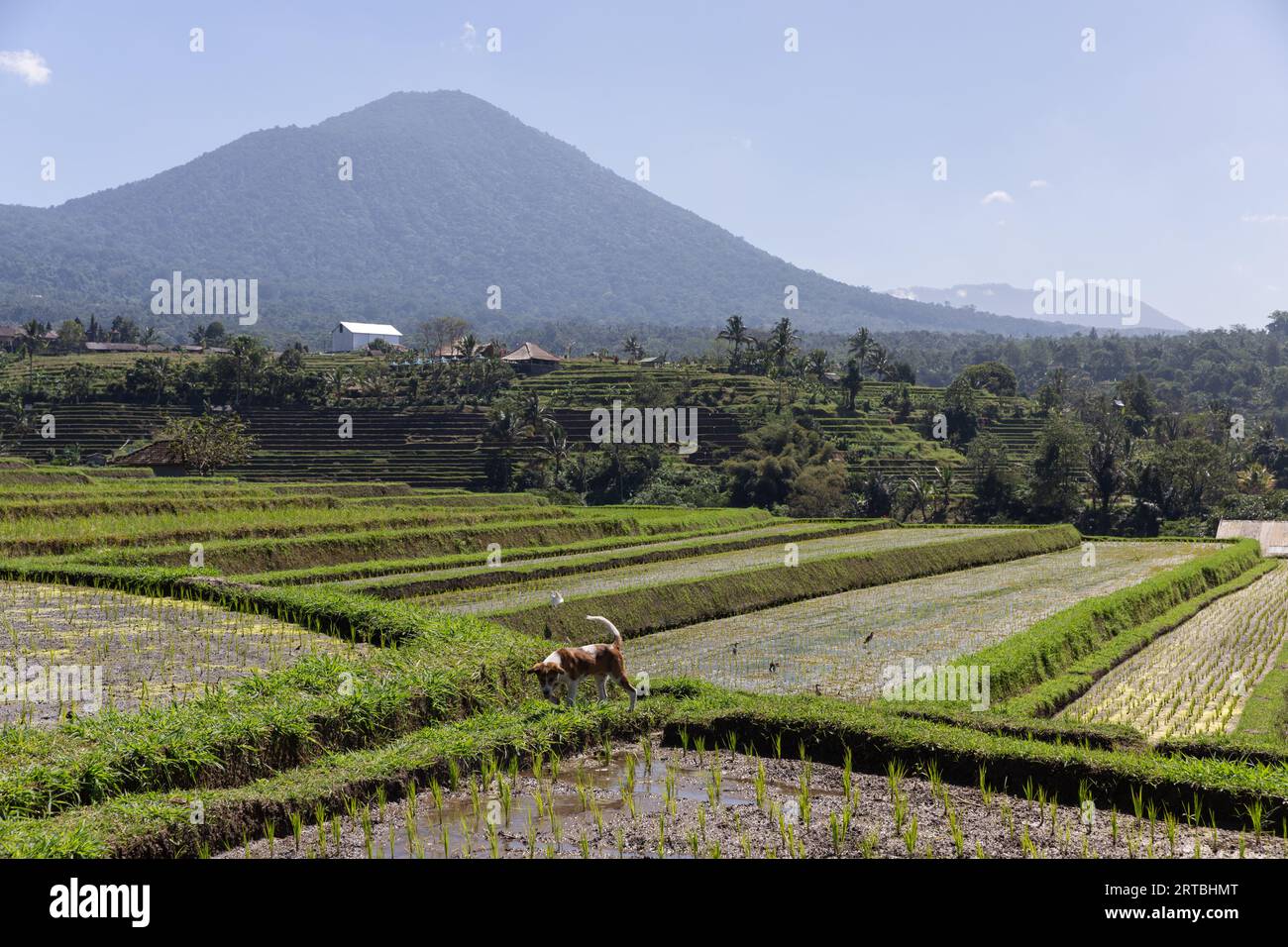 Un chien Bali marchant parmi les paysages à couper le souffle des rizières en terrasses de l'UNESCO à Jatiluwih, Bali, Indonésie. Banque D'Images