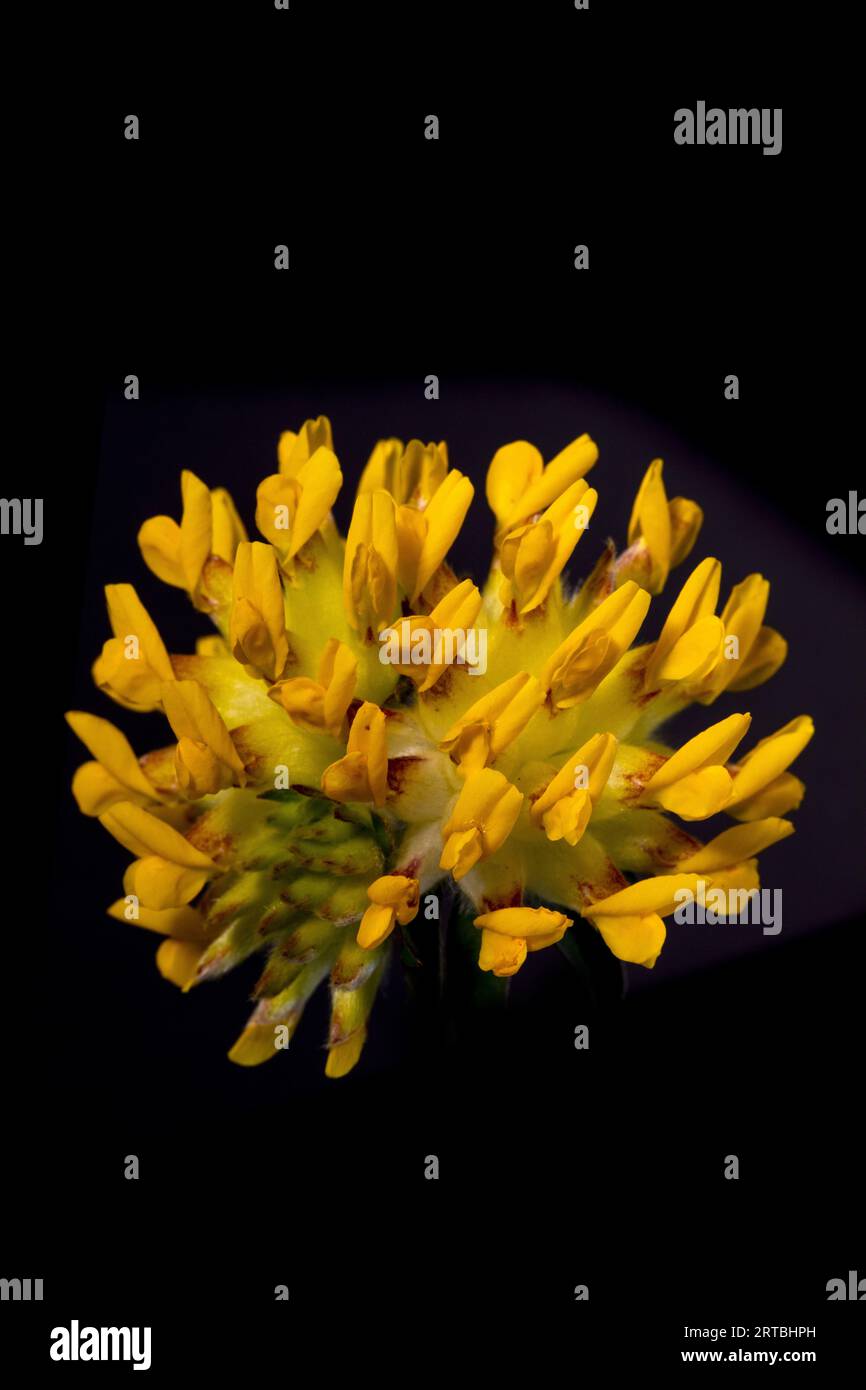 Fréquent kidneyvetch, vetch rénale, wort (Anthyllis vulneraria, Vulneraria heterophylla), inflorescence sur fond noir, pays-Bas, Banque D'Images
