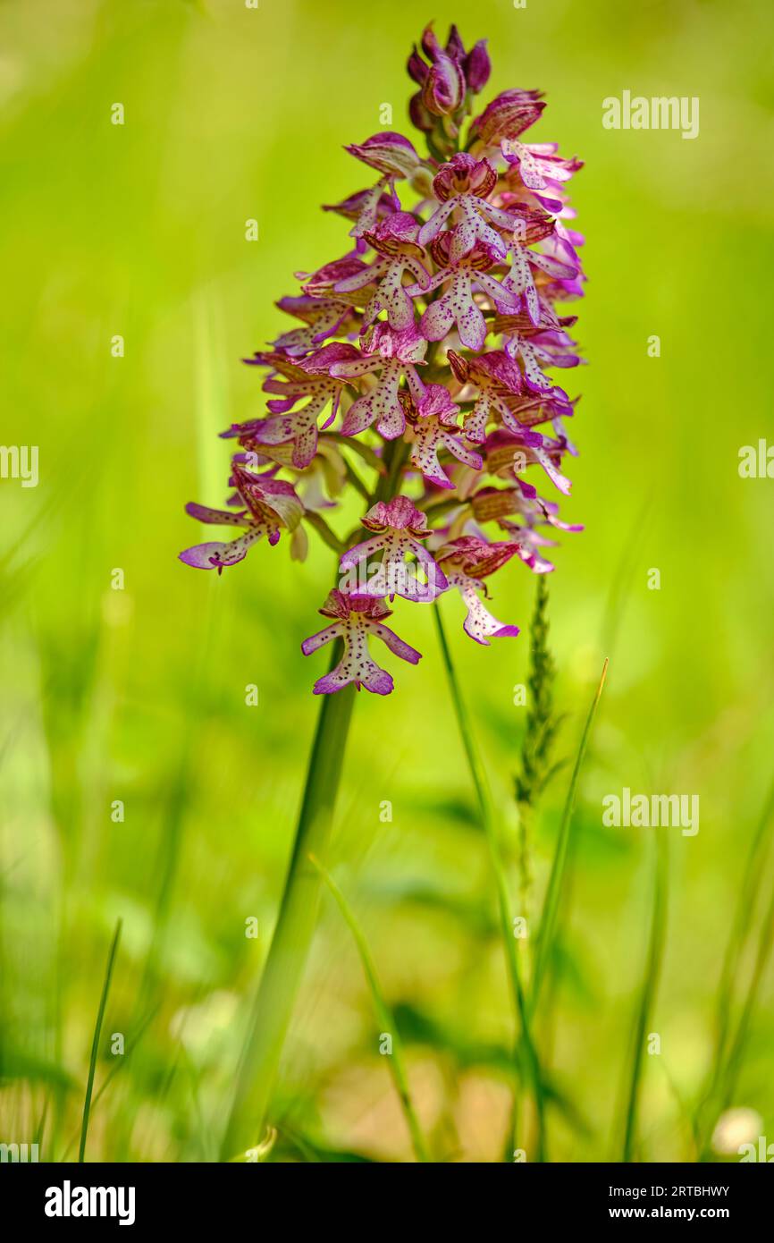 Casque orchidée, casque orchidée, Orchis militaris, Banque D'Images