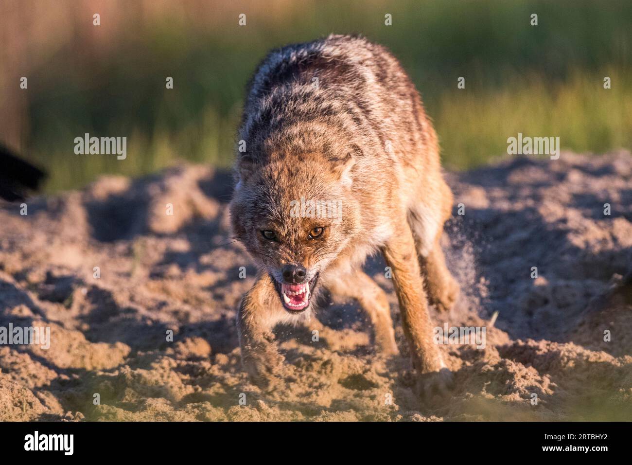 Chacal doré eurasien, chacal européen (Canis aureus moreoticus, Canis moreoticus), creusant dans un sol sablonneux et dénudant ses dents, vue de face, Banque D'Images