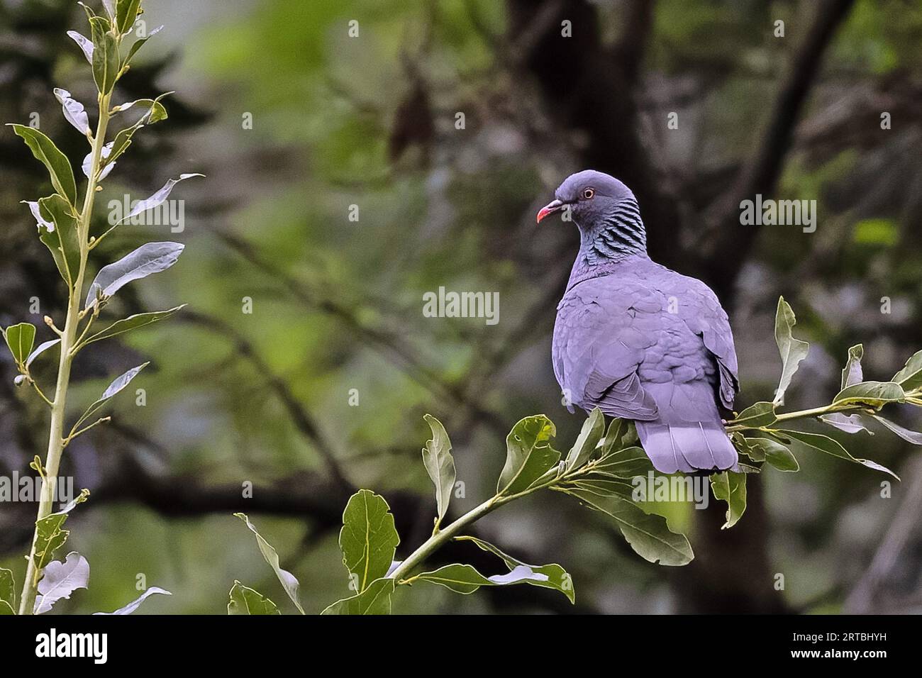 Pigeon de Bolle (Columba bollii), assis dans la forêt de Laurier, îles Canaries, la Palma Banque D'Images