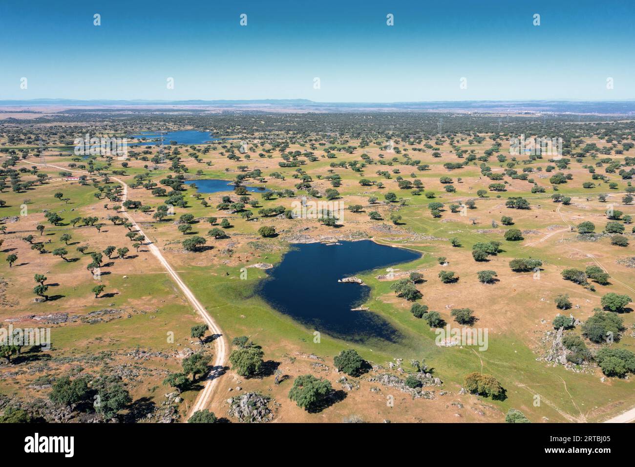 Chêne de Holm, chêne vert, chêne de houx, chêne vert (Quercus ilex), Dehesa, pâturages avec chênes de Holm et étangs, photo aérienne, Espagne, Alcantara Banque D'Images