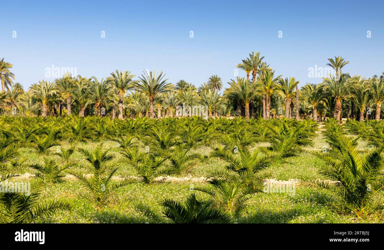 Palmier dattier (Phoenix dactylifera), jeune plantation de palmiers, Espagne, Valence, Crevillent Banque D'Images