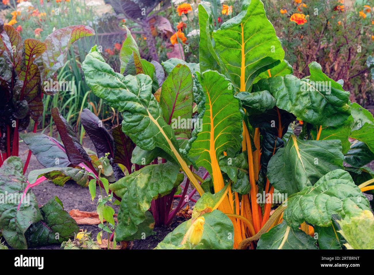 Betterave cultivée dans le potager. Feuille de betterave dans l'agriculture et la récolte. Cultiver des légumes à la maison. Banque D'Images