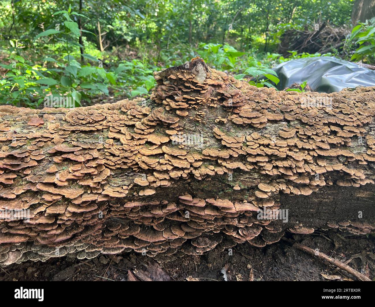 Champignons d'étagère ou d'assiette poussant sur un arbre abattu à Prospect Park, Brooklyn, New York. Banque D'Images