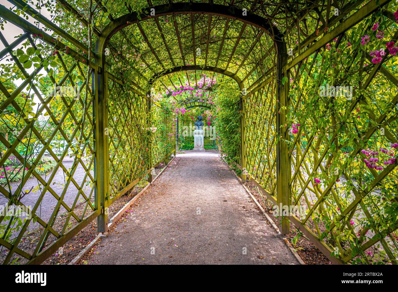 Treillis rose dans le parc du château des châteaux de Dornburg près d'Iéna, Dornburg-Camburg, Thuringe, Allemagne Banque D'Images