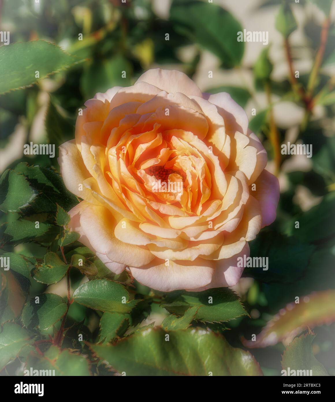 Rose pêche, couronne, princesse margareta Banque D'Images