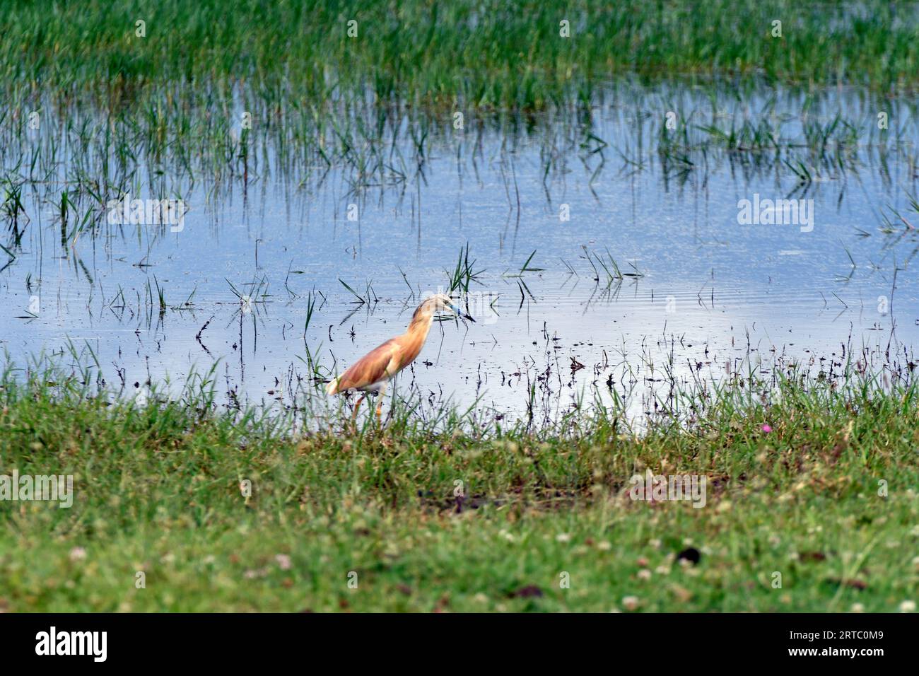 Grèce, Squacco Heron dans les prairies du lac Kerkini, zone humide protégée et réservoir artificiel dans le centre de la Macédoine, à la frontière avec Bul Banque D'Images