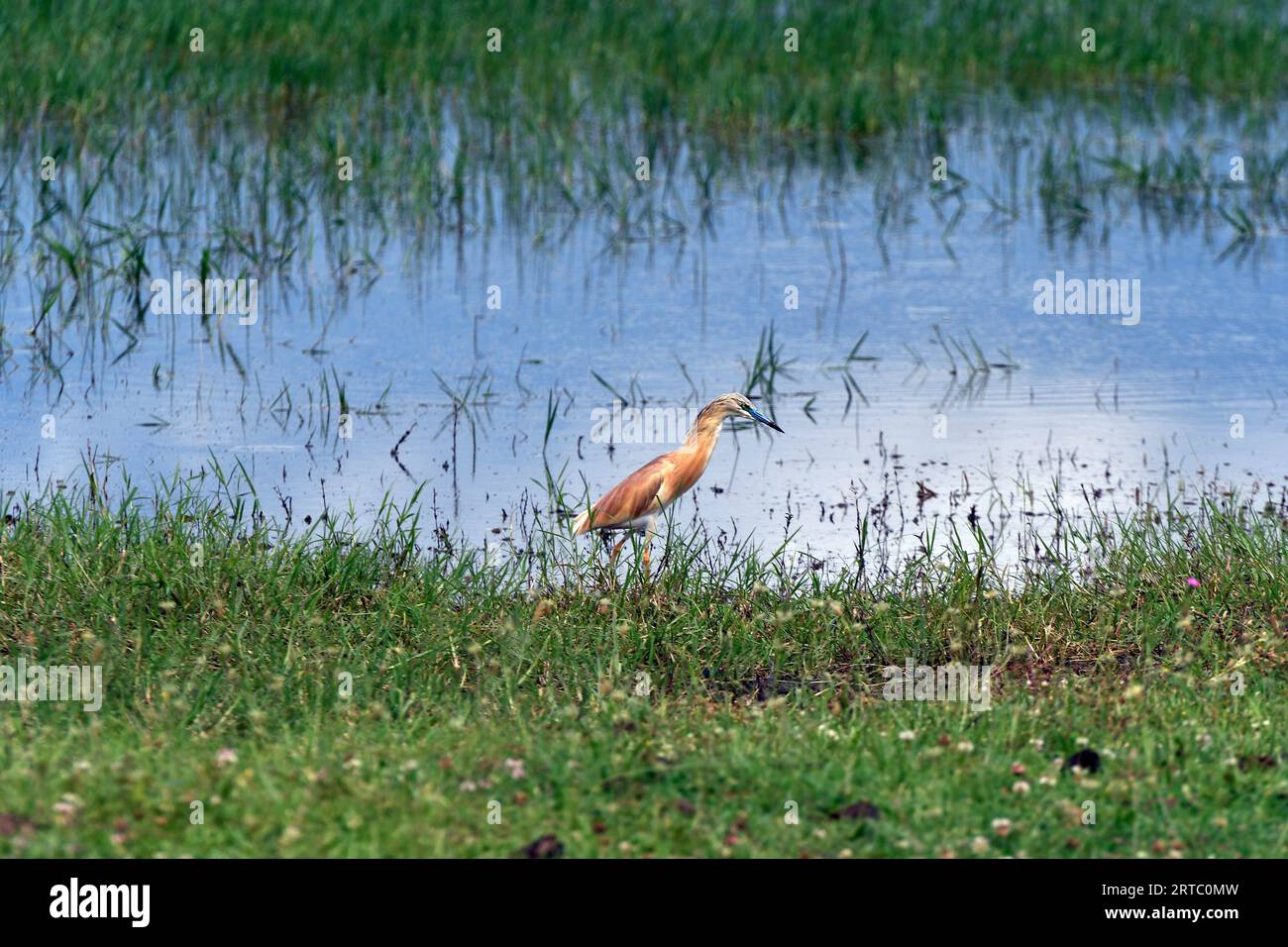 Grèce, Squacco Heron dans les prairies du lac Kerkini, zone humide protégée et réservoir artificiel dans le centre de la Macédoine, à la frontière avec Bul Banque D'Images