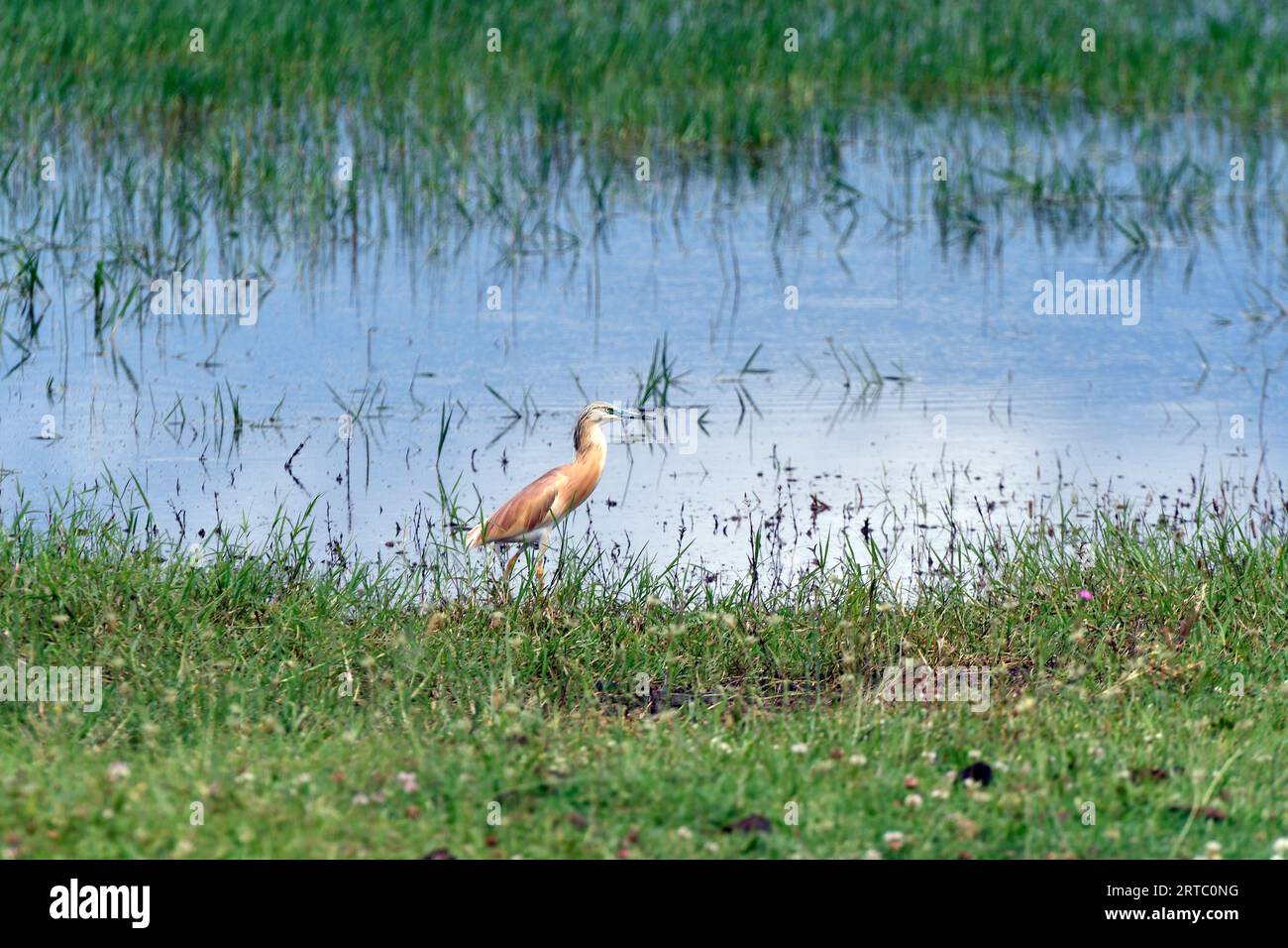 Grèce, Squacco Heron dans les prairies du lac Kerkini, zone humide protégée et réservoir artificiel dans le centre de la Macédoine, à la frontière avec Bul Banque D'Images