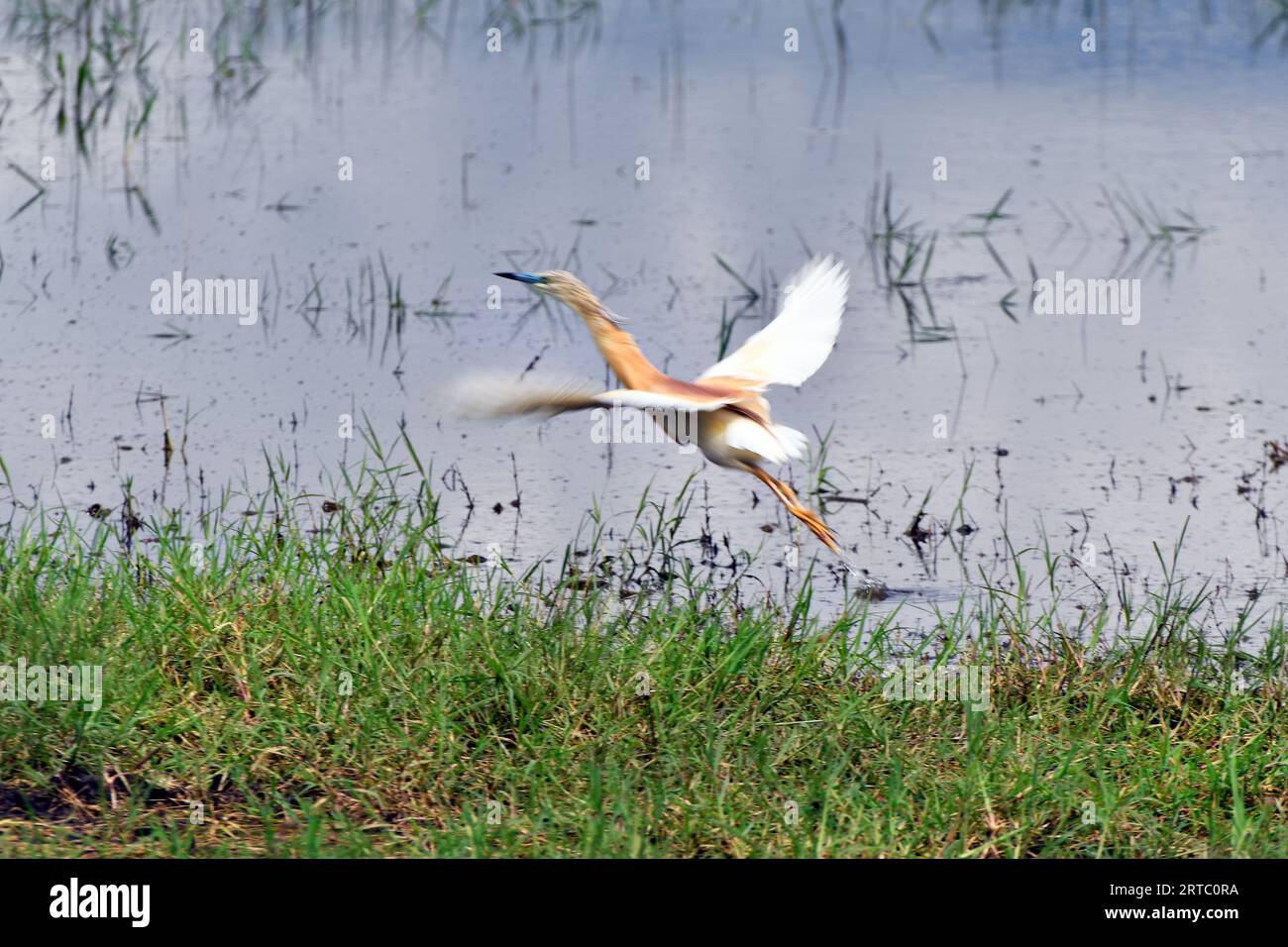 Grèce, à partir de Squacco Heron dans les prairies du lac Kerkini, zone humide protégée et réservoir artificiel dans le centre de la Macédoine à la frontière Banque D'Images