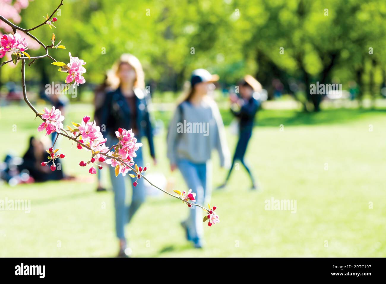 Branche de fleur de cerisier contre les filles marchant dans le parc Banque D'Images