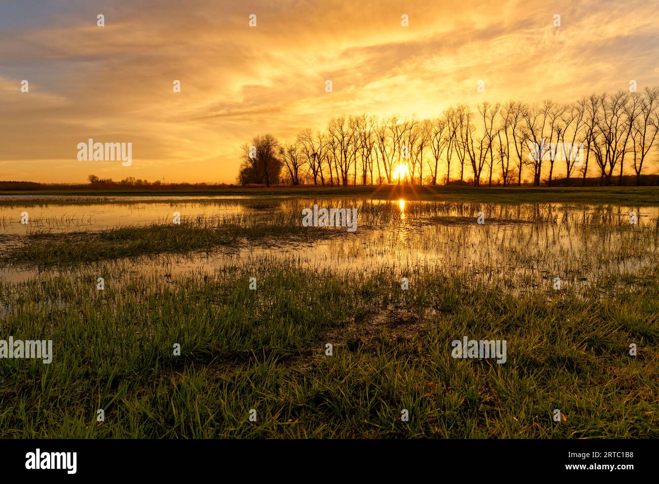 Prairies humides dans la lumière du soir à la colline de gypse NSG Sulzheimer, district de Schweinfurt, Basse-Franconie, Bavière, Allemagne Banque D'Images