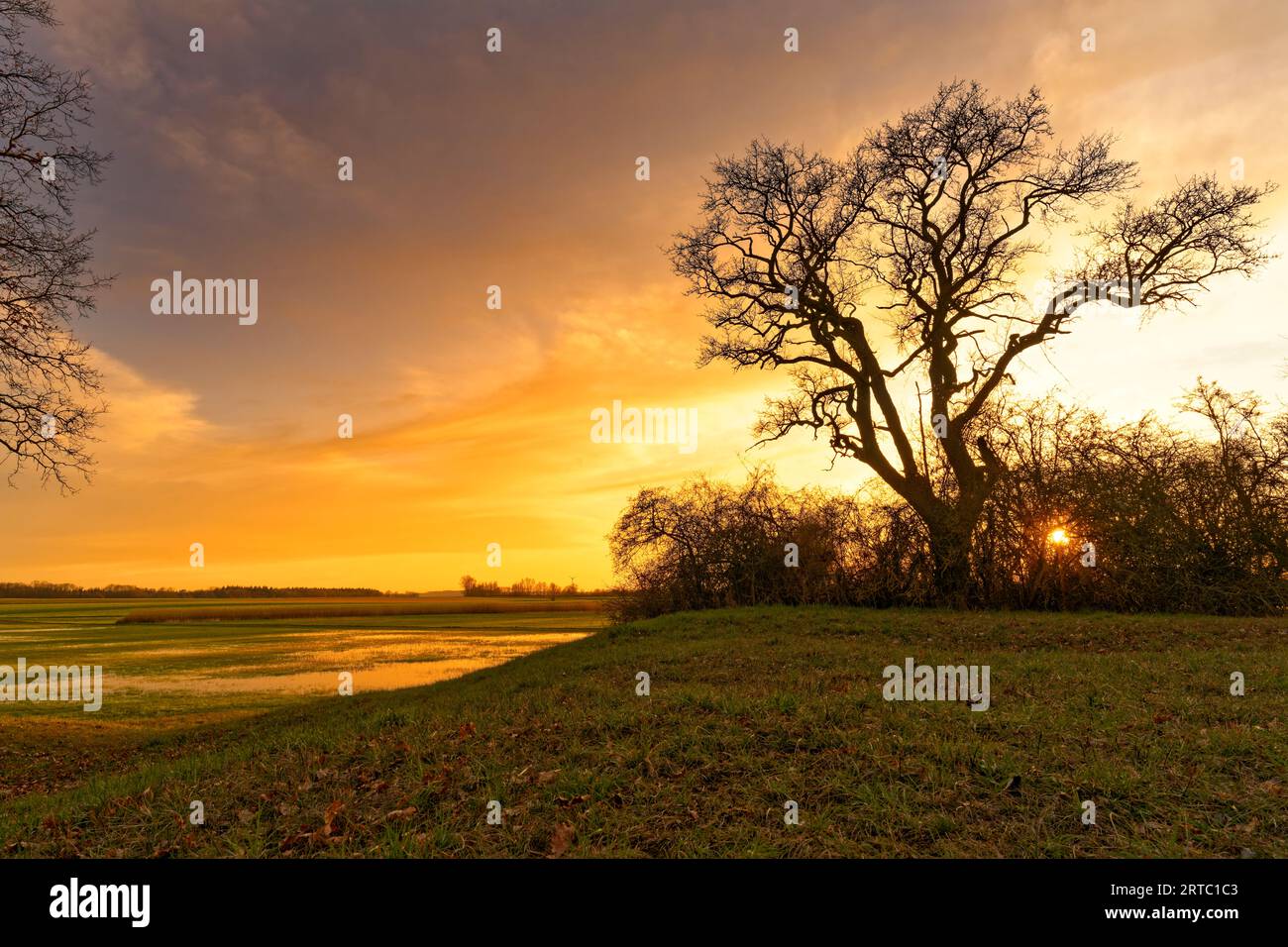 Prairies humides dans la lumière du soir à la colline de gypse NSG Sulzheimer, district de Schweinfurt, Basse-Franconie, Bavière, Allemagne Banque D'Images