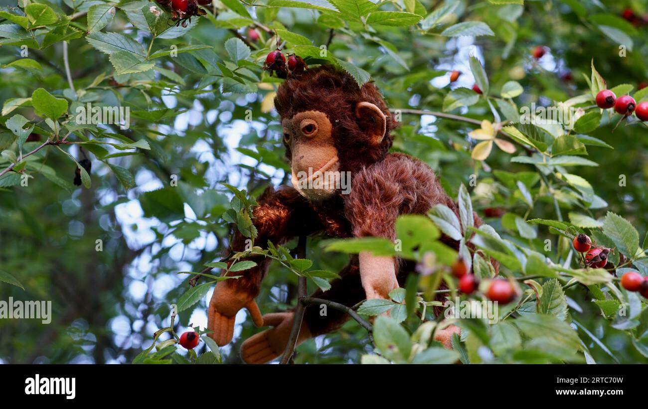 Un singe jouet dans un rosier. Haws. Banque D'Images