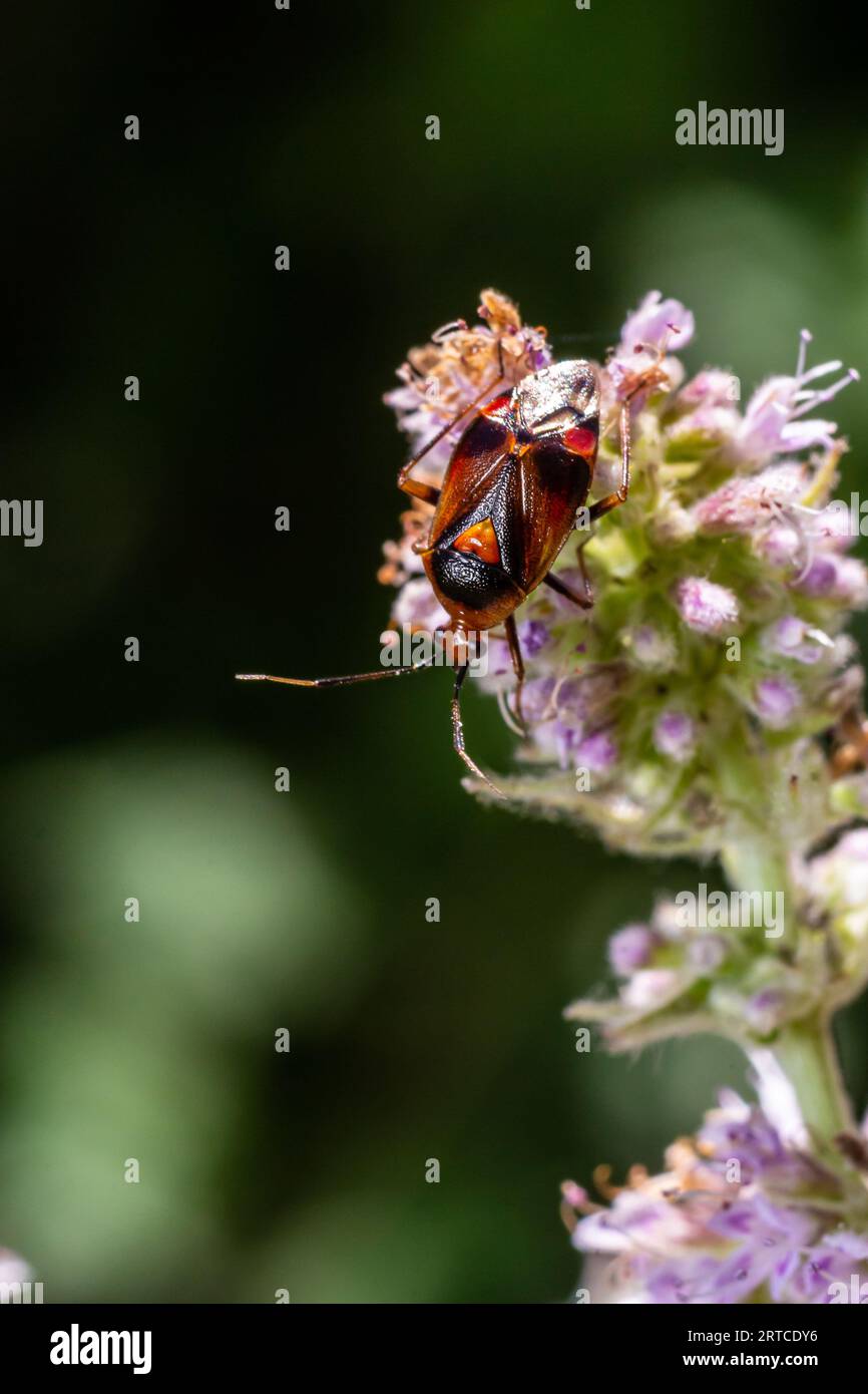 Gros plan sur un petit insecte mirid, Deraeocoris ruber , accroché à une feuille verte dans le jardin. Banque D'Images