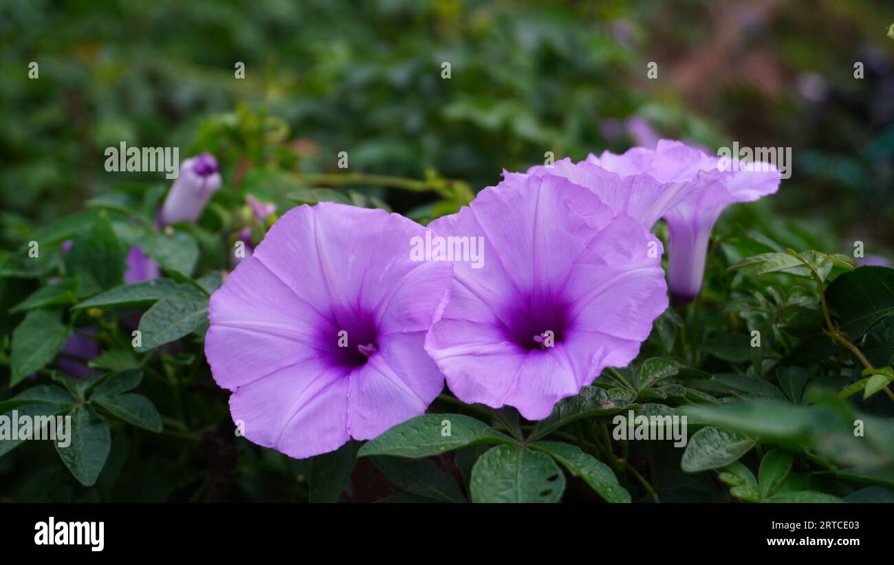 Ipomoea Cairica, les fleurs fleurissent dans le jardin, la forme ressemble à une trompette avec des pétales violets et des feuilles vertes. Banque D'Images