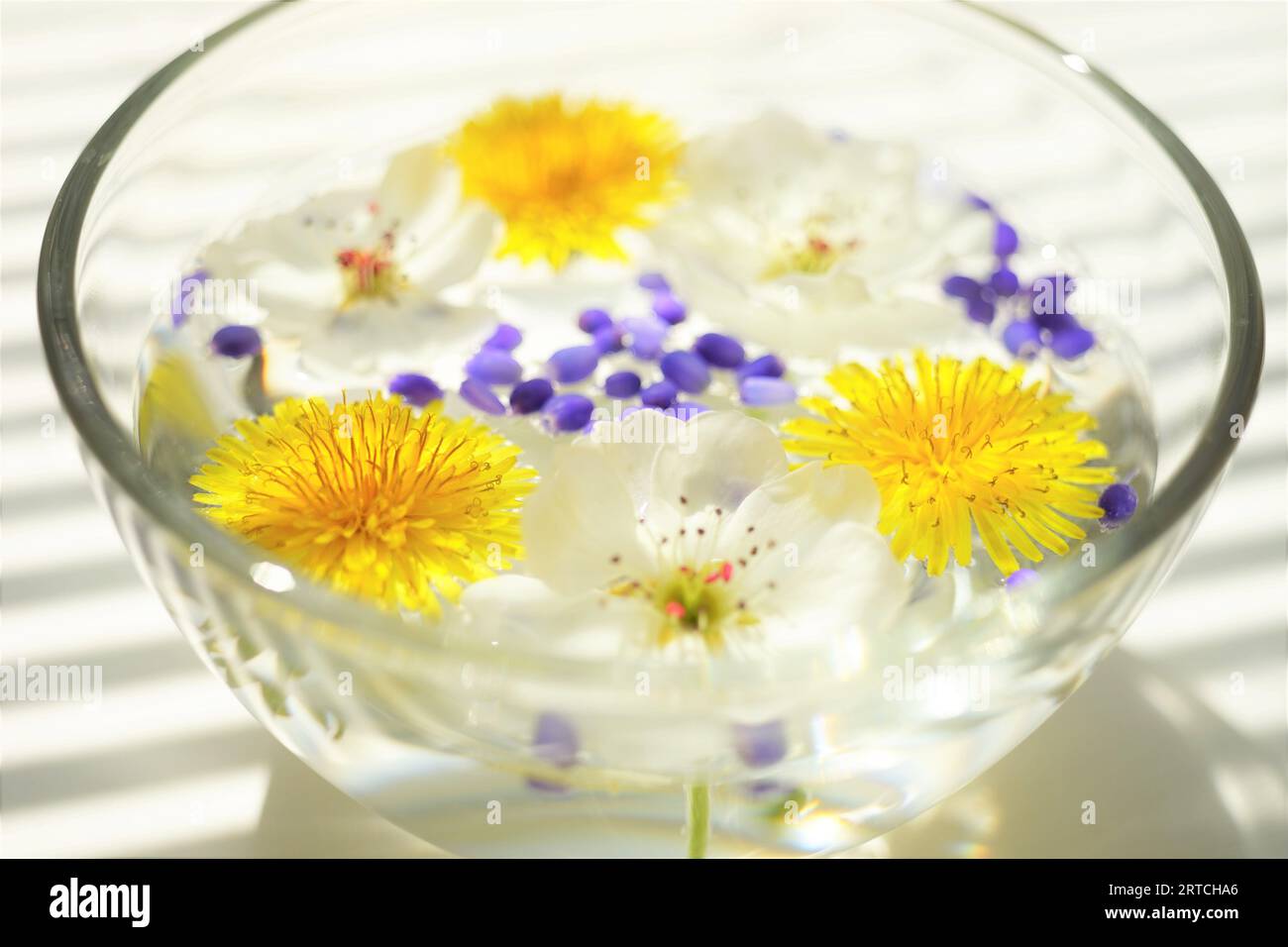 Pissenlits jaunes, fleurs blanches en fleurs flottant dans un bol d'eau sur une table blanche ensoleillée. Banque D'Images