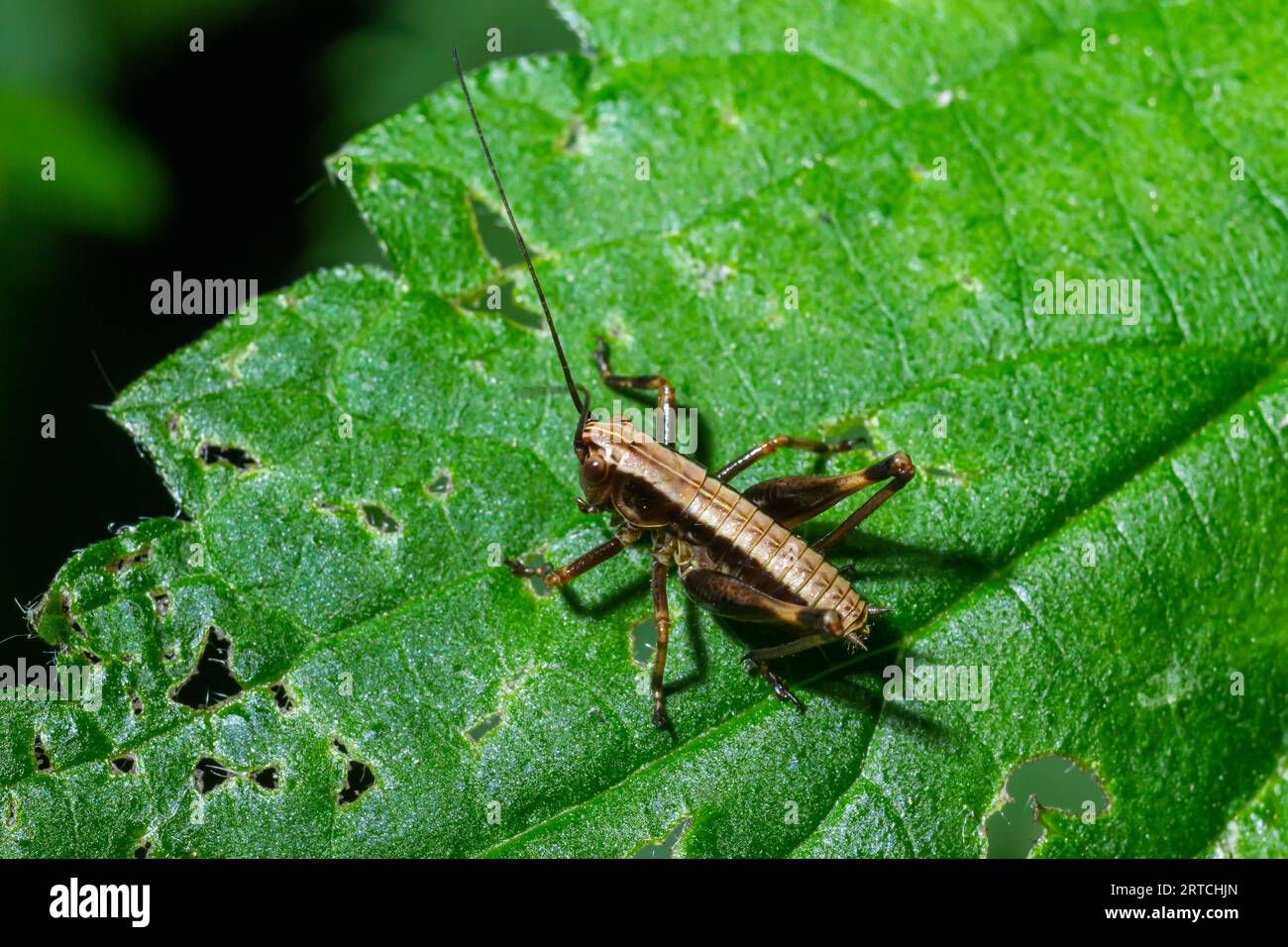 Un Dark Bush-Cricket Pholidoptera griséoaptera perché sur une feuille. Banque D'Images