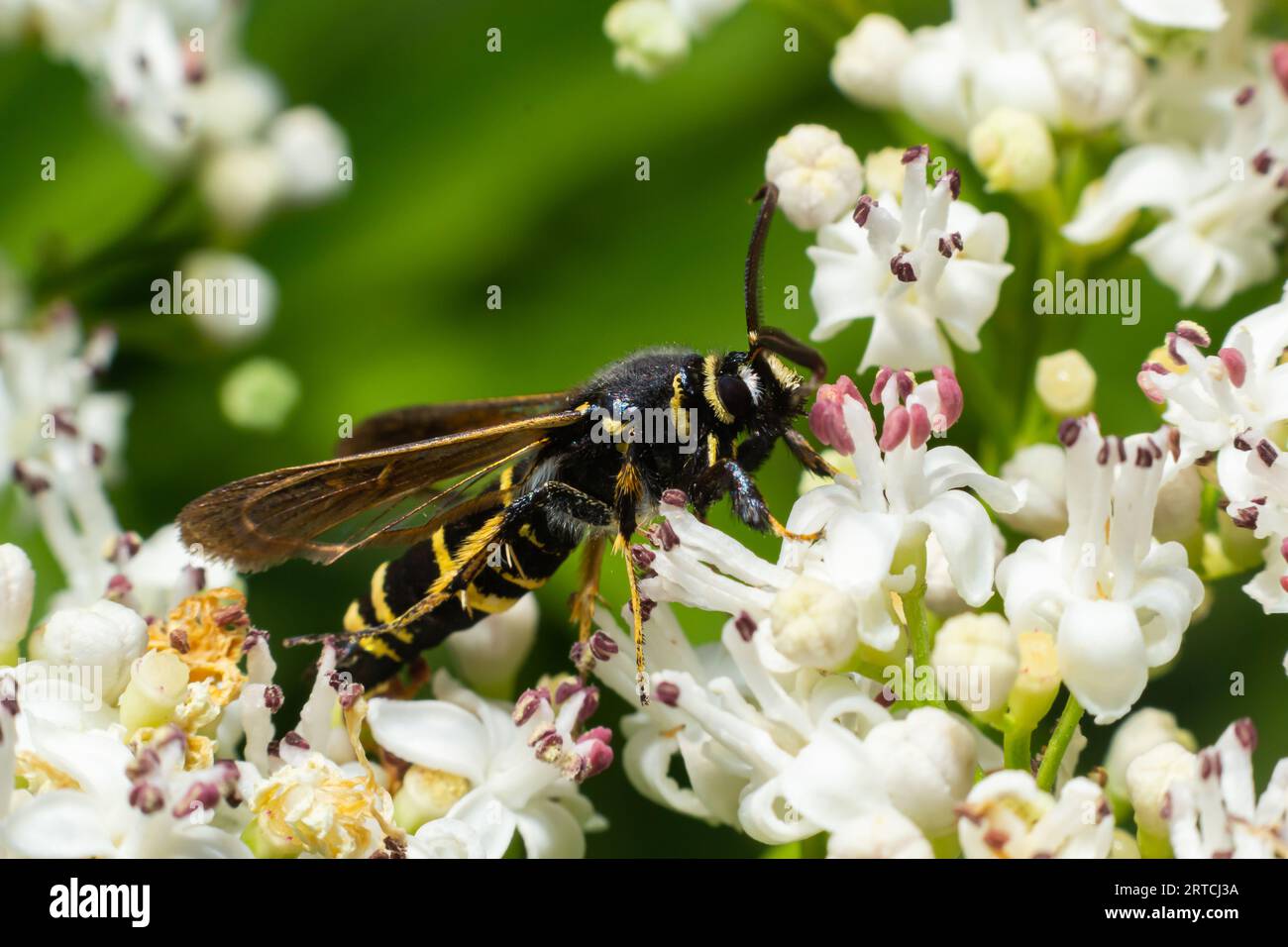 Paranthrene tabaniformis sur les fleurs plus âgées gros plan. Dans l'environnement naturel, près de la forêt en été. Banque D'Images