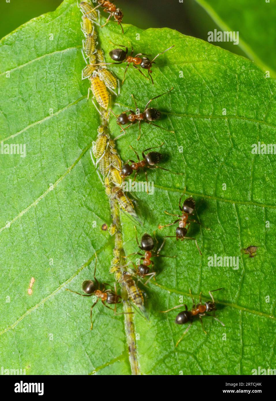 Les fourmis collectant le miellat des mouches vertes pucerons sur une tige de plante. Banque D'Images