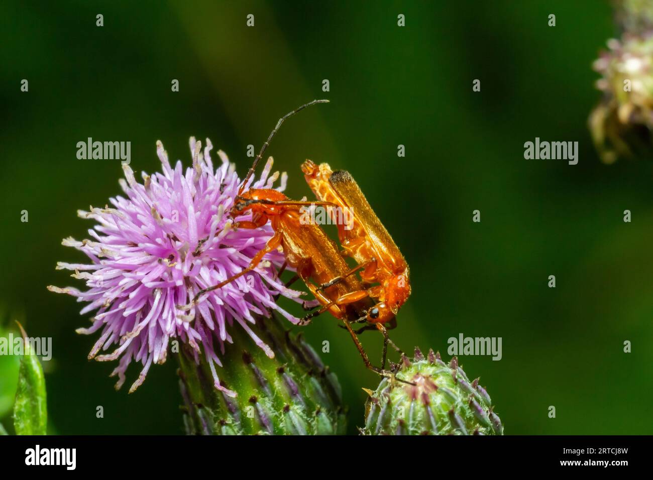 Le commun des coléoptères de soldat rouge sur la fleur pourpre en fleur de chardon de lance Cirsium vulgare gros plan de Rhagonycha fulva se reproduisant au printemps. Banque D'Images