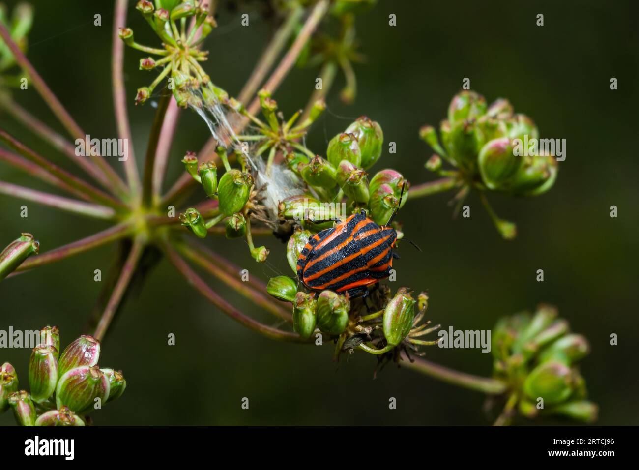 Insecte ménestrel européen ou insecte bouclier rayé italien Graphosoma lineatum escaladant un tas d'herbe. Banque D'Images