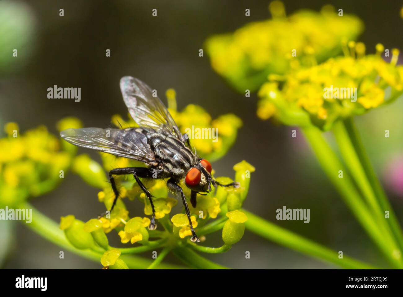 Mouche de chair commune assise sur une fleur de prairie. Espèce européenne Sarcophaga carnaria. Banque D'Images