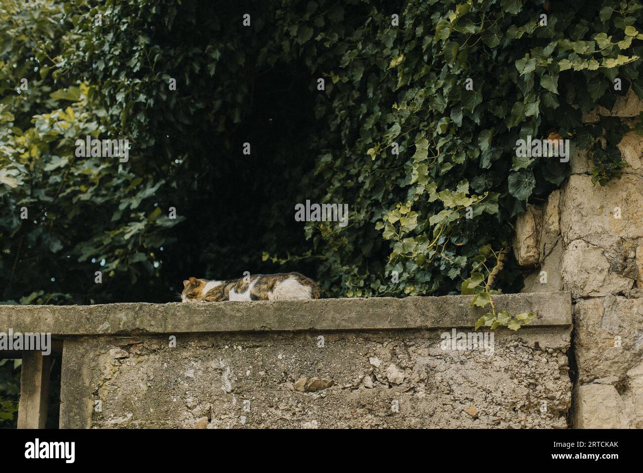 Mignon chat blanc et gris posé sur un mur de pierre de la vieille ville de Dubrovnik, Croatie. Portrait d'un chat de rue. Banque D'Images