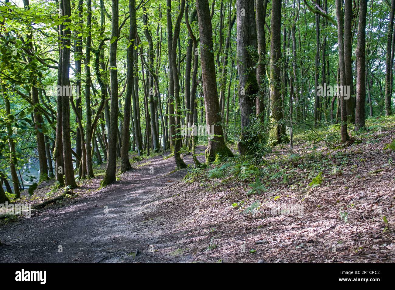 La lumière du soleil projetant des ombres à travers les arbres lors d'un beau matin d'automne lumineux dans les bois anglais Banque D'Images