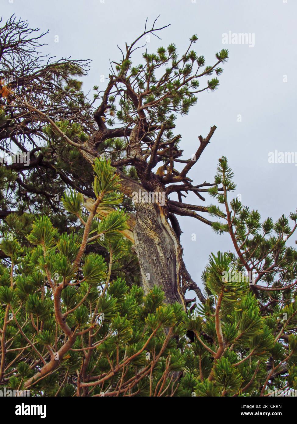 Contemplez les impressionnantes branches à moitié mortes d'un pin le long des amphithéâtres dans le parc national de Bryce Canyon. Banque D'Images