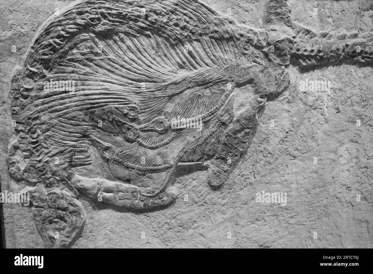 composition horizontale fossile squelette de dinosaure Banque D'Images