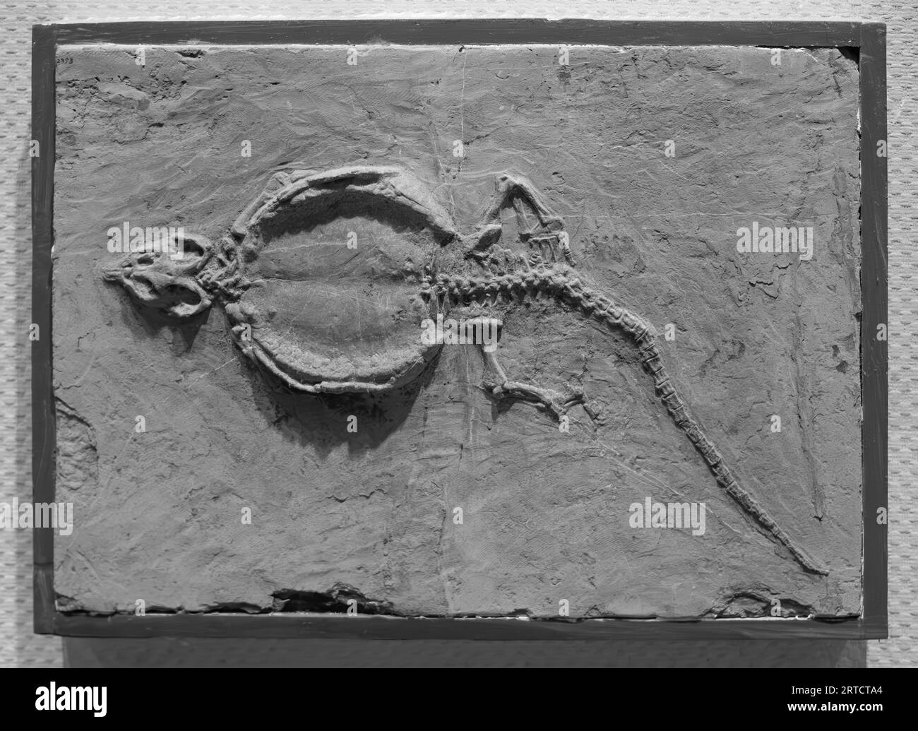 composition horizontale fossile squelette de dinosaure Banque D'Images