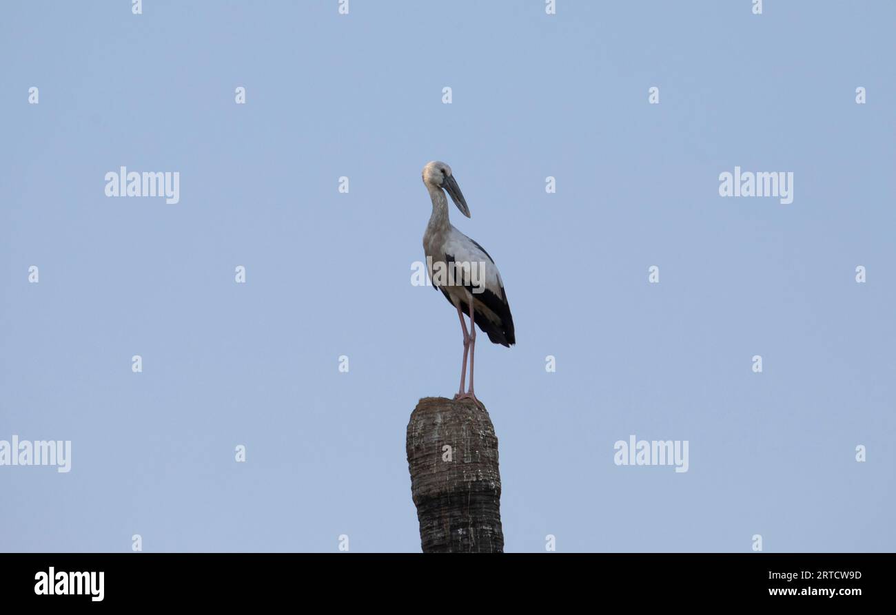 Cigogne asiatique à bec ouvert perchée sur un arbre Banque D'Images