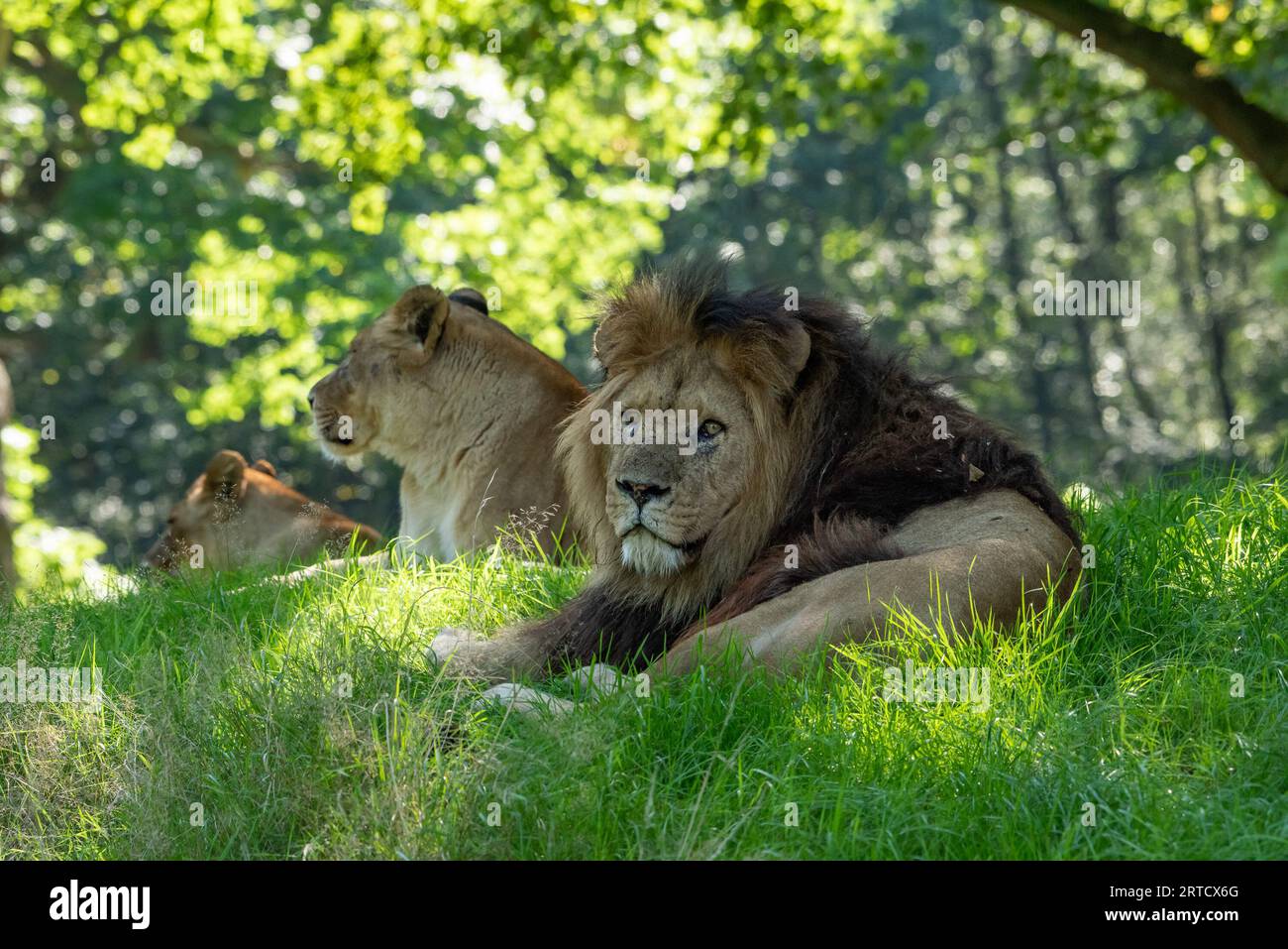 Lions africains, Knowsley Safari Park, Prescot, Angleterre, Royaume-Uni. Banque D'Images