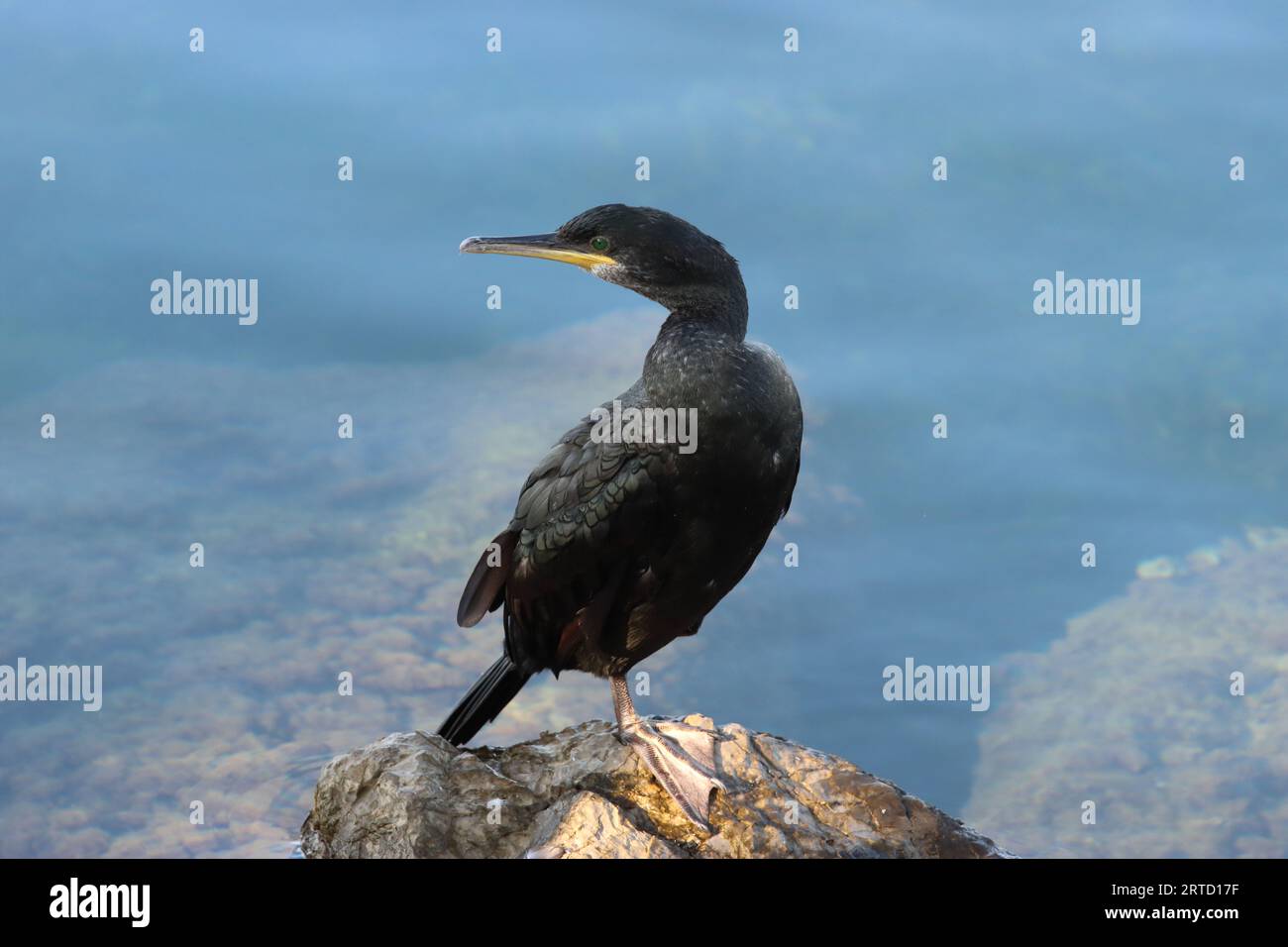 Vue d'un cormoran perché sur un rocher au bord de la mer, espace copie Banque D'Images
