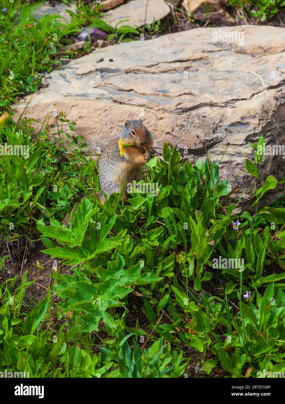 Écureuil terrestre colombien, Urocitellus columbianus, à Logan's Pass dans le parc national Glacier au Montana. Banque D'Images