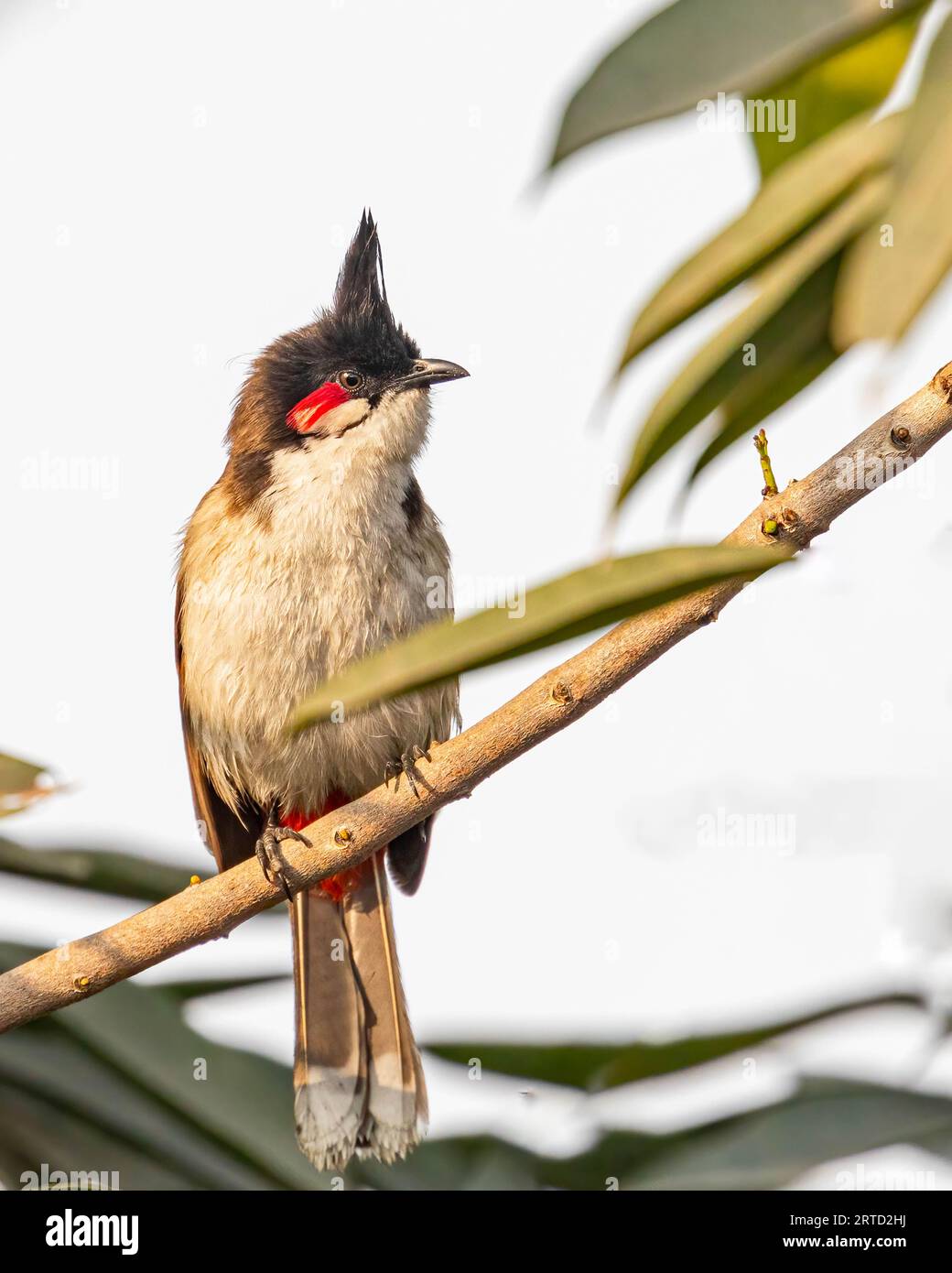 Un bulbul rouge moucheté perché sur une branche Banque D'Images